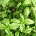 Basil - Image 2